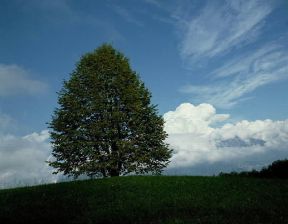 Tiglio. De Agostini Picture Library/M. Pedone