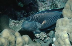 Acanthurus. Esemplare di Acanthurus sohal del Mar Rosso.De Agostini Picture Library Acanthurus. Esemplare di Acanthurus sohal del Mar Rosso.De Agostini Picture Library
