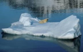 Artide. Un orso bianco nel Mare di Norvegia.De Agostini Picture Library/C. Sappa Artide. Un orso bianco nel Mare di Norvegia.De Agostini Picture Library/C. Sappa