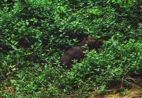 Capibara (Hydrochoerus hydrochaeris).De Agostini Picture Library/P. Jaccod