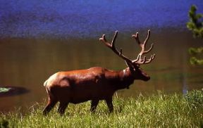 Cervo. Un esemplare nello Yellowstone National Park nel Wyoming (U.S.A.).De Agostini Picture Library/W. Buss Cervo. Un esemplare nello Yellowstone National Park nel Wyoming (U.S.A.).De Agostini Picture Library/W. Buss