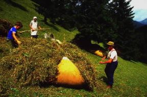 Fienagione in Val di Fassa (Trento).De Agostini Picture Library/A. Vergani Fienagione in Val di Fassa (Trento).De Agostini Picture Library/A. Vergani