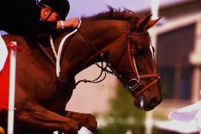 Finimento. Insieme dei finimenti di un cavallo da sella impegnato in una competizione.De Agostini Picture Library/C. Crose Finimento. Insieme dei finimenti di un cavallo da sella impegnato in una competizione.De Agostini Picture Library/C. Crose