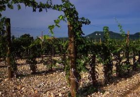 Friuli-Venezia Giulia. Vigneto impiantato su un terreno sassoso nella zona dell'Isonzo.De Agostini Picture Library/A. Dagli Orti Friuli-Venezia Giulia. Vigneto impiantato su un terreno sassoso nella zona dell'Isonzo.De Agostini Picture Library/A. Dagli Orti