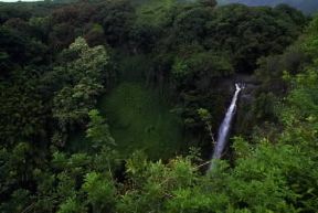 Hawaii. Vegetazione di tipo equatoriale nell'isola di Maui.De Agostini Picture Library / G. Sioën Hawaii. Vegetazione di tipo equatoriale nell'isola di Maui.De Agostini Picture Library / G. Sioën