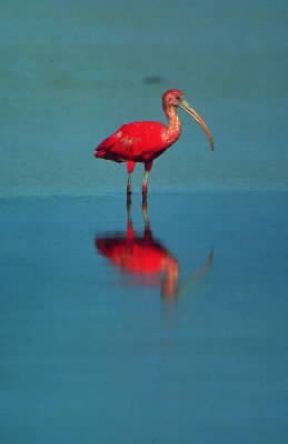 Ibis rosso (Guara guara).De Agostini Picture Library / P. Jaccod Ibis rosso (Guara guara).De Agostini Picture Library / P. Jaccod