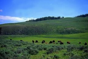 Parco Nazionale . Bisonti in una valle del Parco Nazionale di Yellowstone (U. S. A.).De Agostini Picture Library/W. Buss Parco Nazionale . Bisonti in una valle del Parco Nazionale di Yellowstone (U. S. A.).De Agostini Picture Library/W. Buss