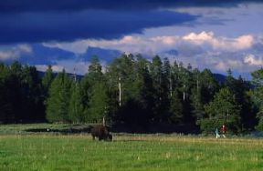 Parco Nazionale di Yellowstone. Veduta del parco più vasto del Paese dove gli animali circolano liberamente.De Agostini Picture Library/W. Buss Parco Nazionale di Yellowstone. Veduta del parco più vasto del Paese dove gli animali circolano liberamente.De Agostini Picture Library/W. Buss