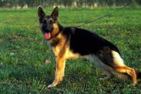 Pastore . Esemplare di Cane da pastore tedesco.De Agostini Picture Library Pastore . Esemplare di Cane da pastore tedesco.De Agostini Picture Library