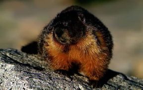Roditori. Marmotta.De Agostini Picture Library / G. Sioën Roditori. Marmotta.De Agostini Picture Library / G. Sioën