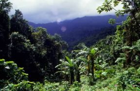 Foresta. La foresta pluviale che ricopre il monte El Yunque in Puerto Rico.De Agostini Picture Library/C. Rives Foresta. La foresta pluviale che ricopre il monte El Yunque in Puerto Rico.De Agostini Picture Library/C. Rives