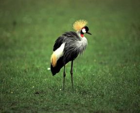 Gru coronata (Balearica regulorum).De Agostini Picture Library / P. Jaccod Gru coronata (Balearica regulorum).De Agostini Picture Library / P. Jaccod
