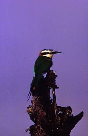 Gruccione (Merops albicollis).De Agostini Picture Library / P. Jaccod Gruccione (Merops albicollis).De Agostini Picture Library / P. Jaccod