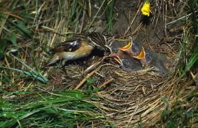 Stiaccino (Saxicola rubetra).De Agostini Picture Library Stiaccino (Saxicola rubetra).De Agostini Picture Library