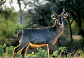 Antilope. De Agostini Picture Library Antilope. De Agostini Picture Library