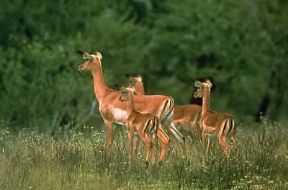 Impala . Esemplare di Aepyceros Melampus.De Agostini Picture Library Impala . Esemplare di Aepyceros Melampus.De Agostini Picture Library
