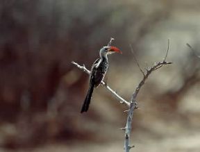 Buceros. Esemplare di bucero dal becco rosso (Tockus erythrorhynchus).De Agostini Picture Library/Jaccod Buceros. Esemplare di bucero dal becco rosso (Tockus erythrorhynchus).De Agostini Picture Library/Jaccod