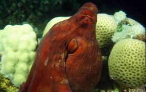 Cefalopodi. Esemplare di polpo (Octopus).De Agostini Picture Library Cefalopodi. Esemplare di polpo (Octopus).De Agostini Picture Library