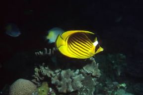 Chetodonte. Esemplare di pesce farfalla (Chaetodon fasciatus).De Agostini Picture Library Chetodonte. Esemplare di pesce farfalla (Chaetodon fasciatus).De Agostini Picture Library