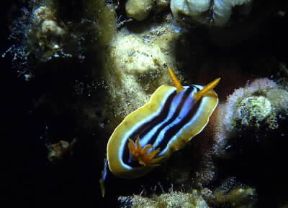 Gasteropodi. Esemplare di Glossodoris quadricolor.De Agostini Picture Library Gasteropodi. Esemplare di Glossodoris quadricolor.De Agostini Picture Library