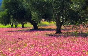 Giordania. Vegetazione nella zona irrigata della valle del Giordano.De Agostini Picture Library / C. Sappa