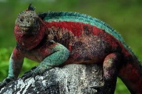 Iguana . Esemplare di Amblyrhynchus cristatus.De Agostini Picture Library/Dani-Jeske Iguana . Esemplare di Amblyrhynchus cristatus.De Agostini Picture Library/Dani-Jeske