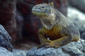 Iguana . Esemplare di Conolophus subcristatus.De Agostini Picture Library/Dani-Jeske Iguana . Esemplare di Conolophus subcristatus.De Agostini Picture Library/Dani-Jeske