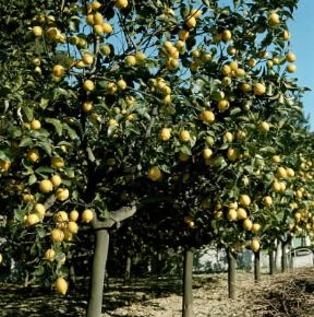 Limone (Citrus limonum).De Agostini Picture Library/2P Limone (Citrus limonum).De Agostini Picture Library/2P