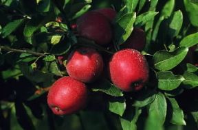 Melo. Frutti del Pyrus malus.De Agostini Picture Library/M. Pizzirani