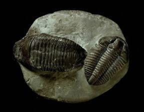 Paleontologia . Testimonianza fossile di Trilobiti.De Agostini Picture Library/G. Nimatallah Paleontologia . Testimonianza fossile di Trilobiti.De Agostini Picture Library/G. Nimatallah