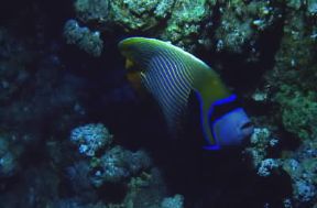 Pesce imperatore (Luvarus imperialis).De Agostini Picture Library Pesce imperatore (Luvarus imperialis).De Agostini Picture Library