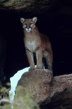 Puma (Felis concolor).De Agostini Picture Library/Dani-Jeske Puma (Felis concolor).De Agostini Picture Library/Dani-Jeske
