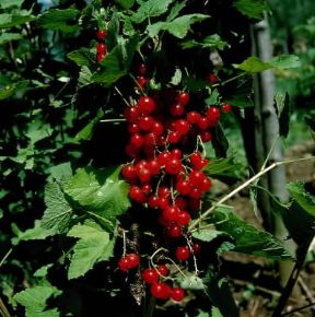 Ribes. Frutti di ribes rosso (Ribes rubrum).De Agostini Picture Library/Cretti Ribes. Frutti di ribes rosso (Ribes rubrum).De Agostini Picture Library/Cretti