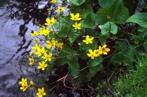 Caltha. Fiori di Caltha palustris.De Agostini Picture Library/E. Quemere Caltha. Fiori di Caltha palustris.De Agostini Picture Library/E. Quemere