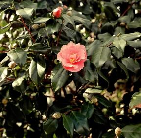 Camelia (Camellia japonica).De Agostini Picture Library Camelia (Camellia japonica).De Agostini Picture Library