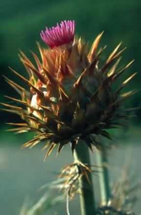 Cardo. Infiorescenza di Cynara altilis.De Agostini Picture Library/G. SioÃ«n