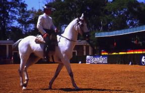 Cavallerizzo. Un altro momento della Fiera del cavallo a Jerez de la Frontera in Spagna.De Agostini Picture Library/S. Vannini Cavallerizzo. Un altro momento della Fiera del cavallo a Jerez de la Frontera in Spagna.De Agostini Picture Library/S. Vannini
