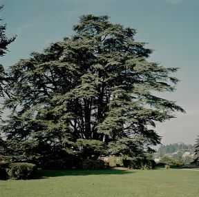 Cedro. Esemplare di Cedrus libanotica.De Agostini Picture Library Cedro. Esemplare di Cedrus libanotica.De Agostini Picture Library