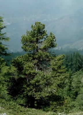 Cembro. Un pino cembro (Pinus cembra).De Agostini Picture Library/ 2 P Cembro. Un pino cembro (Pinus cembra).De Agostini Picture Library/ 2 P