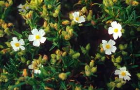 Cistus. Dalla pianta si ricava un balsamo resinoso che viene usato in profumeria..De Agostini Picture Library/G. Sioën Cistus. Dalla pianta si ricava un balsamo resinoso che viene usato in profumeria..De Agostini Picture Library/G. Sioën