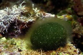 Clorofite. Esemplare di Codium bursa.De Agostini Picture Library/C. Rives