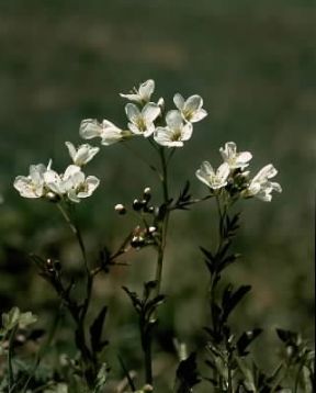 Crescione. Nasturtium officinale.De Agostini Picture Library Crescione. Nasturtium officinale.De Agostini Picture Library