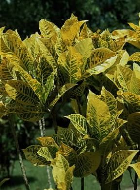 Croton (Codiaeum hybridum).De Agostini Picture Library / 2P Croton (Codiaeum hybridum).De Agostini Picture Library / 2P