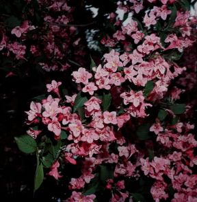 Diervilla . Fiori di Diervilla florida.De Agostini Picture Library