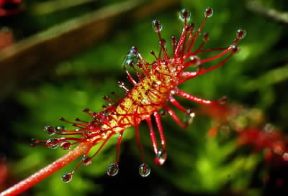 Drosera . Esemplare di Drosera intermedia.De Agostini Picture Library/F. Cirillo