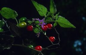 Dulcamara . Fiori e frutti di Solanum dulcamara.De Agostini Picture Library/F. Bertola Dulcamara . Fiori e frutti di Solanum dulcamara.De Agostini Picture Library/F. Bertola