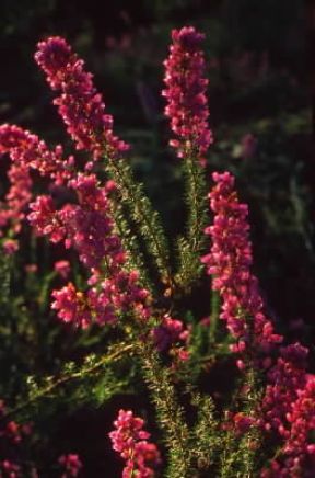Erica. Infiorescenze di Erica herbacea.De Agostini Picture Library/G. Sioën Erica. Infiorescenze di Erica herbacea.De Agostini Picture Library/G. Sioën