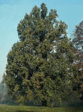 Farnia (Quercus pedunculata).De Agostini Picture Library Farnia (Quercus pedunculata).De Agostini Picture Library