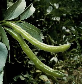Fava. Baccelli di Vicia faba.De Agostini Picture Library/2P Fava. Baccelli di Vicia faba.De Agostini Picture Library/2P