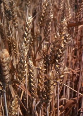 Frumento (Triticum vulgare).De Agostini Picture Library/C. Galasso Frumento (Triticum vulgare).De Agostini Picture Library/C. Galasso